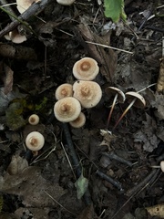 Marasmius cohaerens