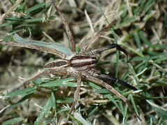 Rabidosa