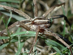 Rabidosa