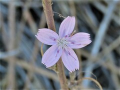 Stephanomeria virgata