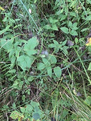 Zizia aurea