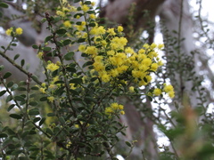 Acacia acinacea