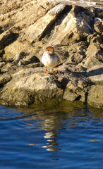Mergus merganser
