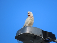 Cacatua tenuirostris