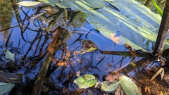 Lithobates clamitans
