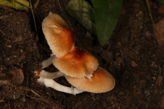 Leucoagaricus rubrotinctus