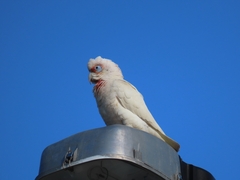 Cacatua tenuirostris