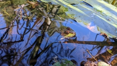 Lithobates clamitans