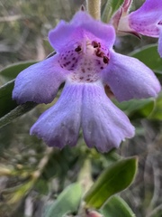 Hemiandra pungens