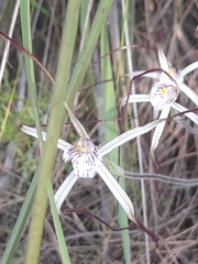 Caladenia varians