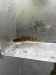 Etheostoma flabellare