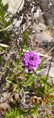 Glandularia scrobiculata