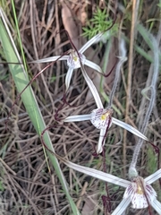 Caladenia varians
