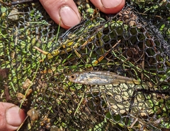 Notemigonus crysoleucas