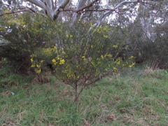 Acacia acinacea