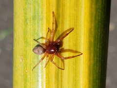 Trachelidae