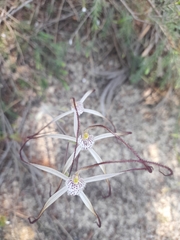 Caladenia varians