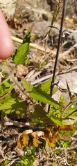 Glandularia scrobiculata