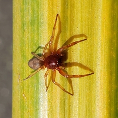 Trachelidae