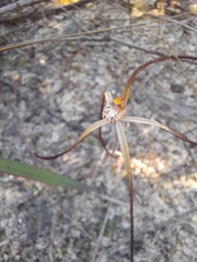 Caladenia varians