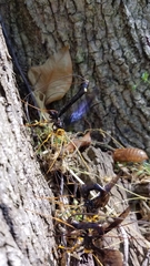 Megarhyssa atrata