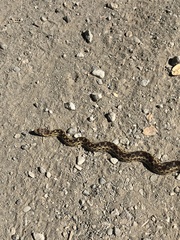 Pituophis catenifer catenifer