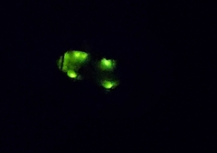 Lamprohiza splendidula