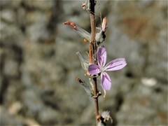 Stephanomeria virgata