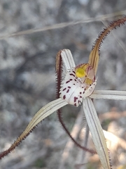 Caladenia varians