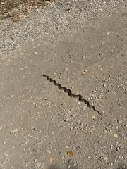 Pituophis catenifer catenifer