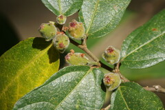 Ficus coronata