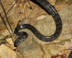 Chironius grandisquamis