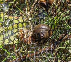 Cipangopaludina chinensis