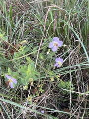 Rhexia mariana mariana