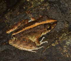 Craugastor aurilegulus