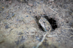 Anaxyrus fowleri