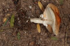 Leucoagaricus rubrotinctus