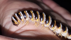 Arthrophaga myriapodina