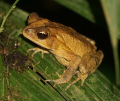 Incilius leucomyos