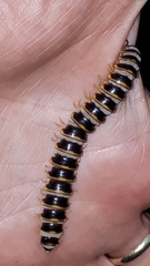 Arthrophaga myriapodina