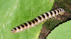 Arthrophaga myriapodina