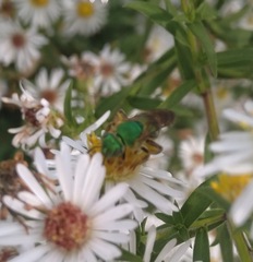 Agapostemon