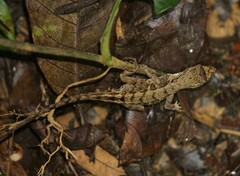Anolis wilsoni