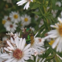 Agapostemon