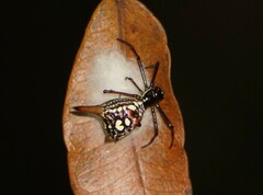 Micrathena sexspinosa
