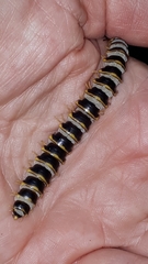 Arthrophaga myriapodina