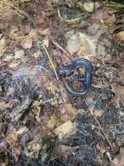 Plethodon chlorobryonis