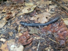 Plethodon chlorobryonis