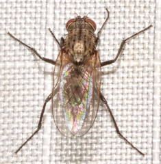 Leucophora