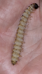 Arthrophaga myriapodina
